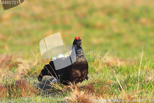 Image of beautiful black grouse on mountain meadow