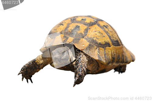 Image of greek tortoise over white