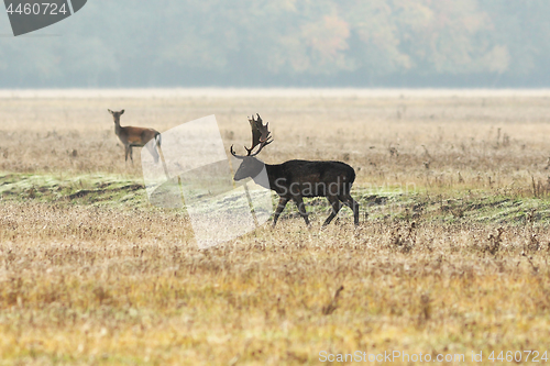 Image of male fallow deer at dawn 1