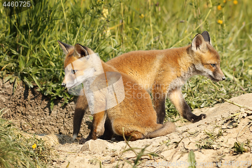 Image of two eurasian fox cubs in natural habitat