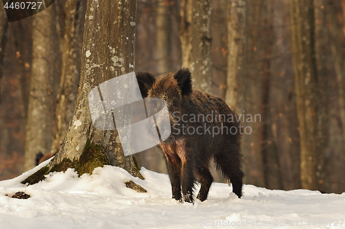 Image of curious wild boar in the woods