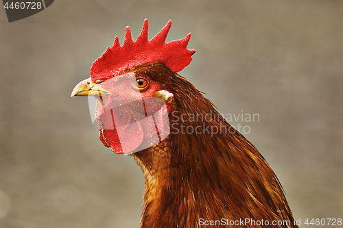 Image of portrait of brown colorful rooster