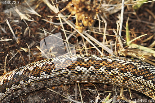 Image of pattern of moldavian meadow viper