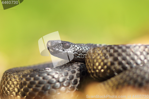 Image of closeup of Vipera berus nikolskii