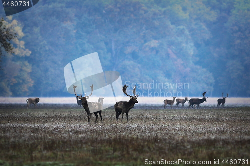 Image of fallow deers in mating season, morning image