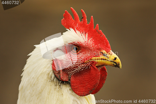 Image of portrait of white hen on out of focus background