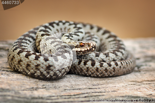 Image of beautiful common viper male