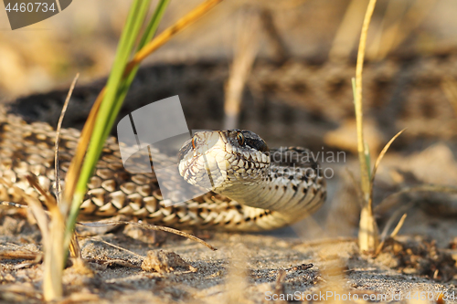 Image of moldavian meadow adder in natural habitat