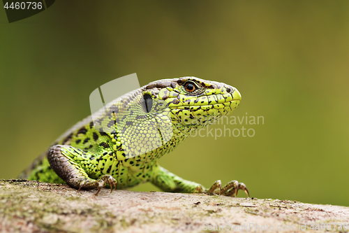 Image of curious sand lizard on a wooden stump