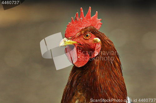 Image of portrait of colorful hen