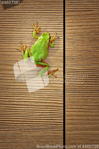 Image of cute green tree frog climbing on wood