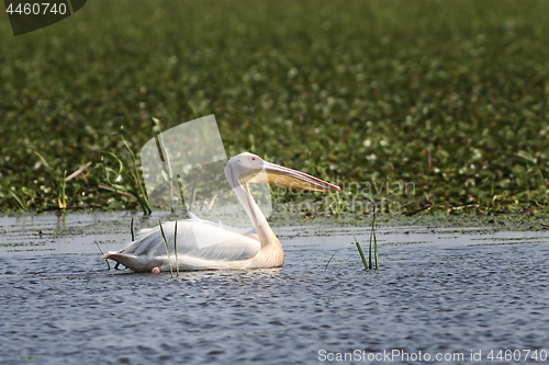 Image of great white pelican floating on natural pond