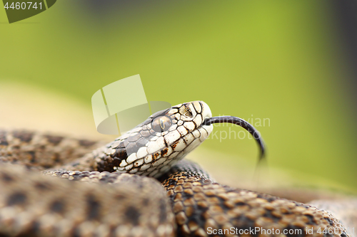 Image of rare meadow viper portrait