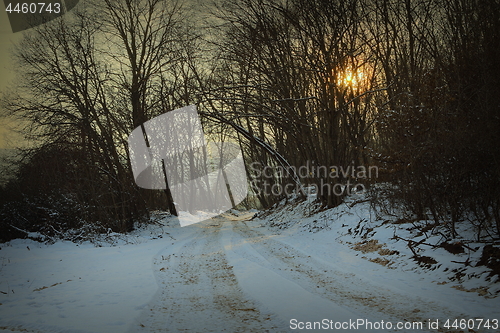 Image of road in the forest at dawn