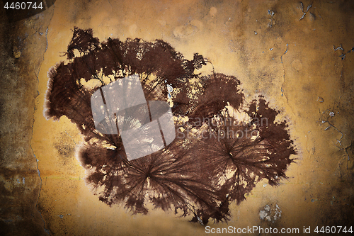 Image of cellar fungus mycelium on wall
