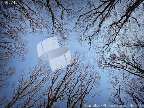 Image of view of forest canopy in winter