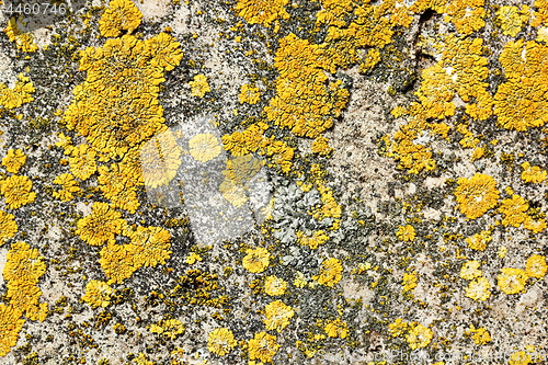 Image of yellow moss on stone surface