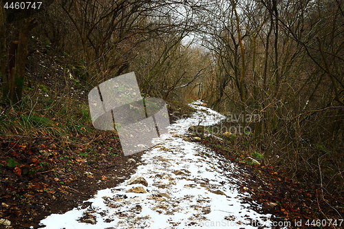 Image of snowy path through the forest