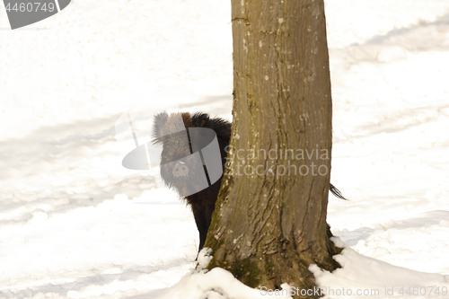 Image of curious wild boar hiding behind a tree