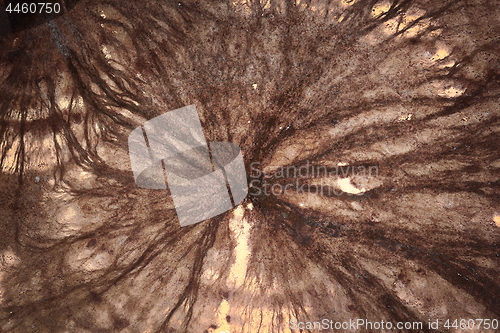 Image of detail of cellar fungus mycelium