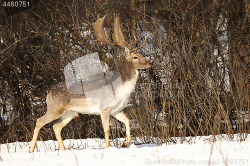 Image of beautiful fallow deer stag in winter season