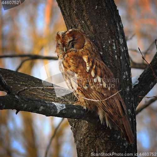 Image of camouflaged tawny owl