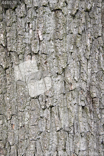 Image of Tree bark 