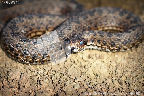 Image of meadow viper emerged from hibernation