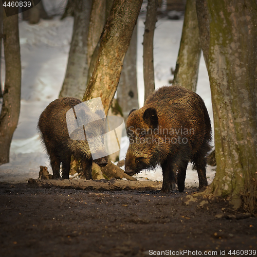 Image of two wild boars in winter season