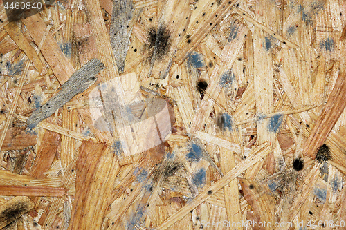 Image of mildew on wooden plank