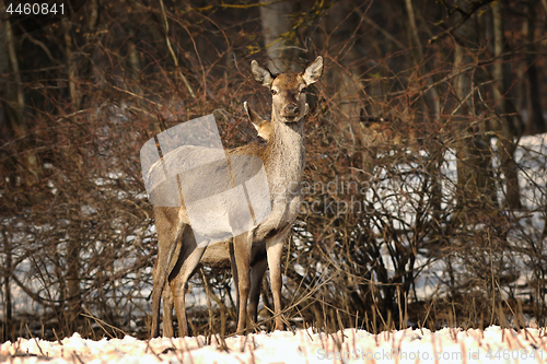 Image of curious female red deer