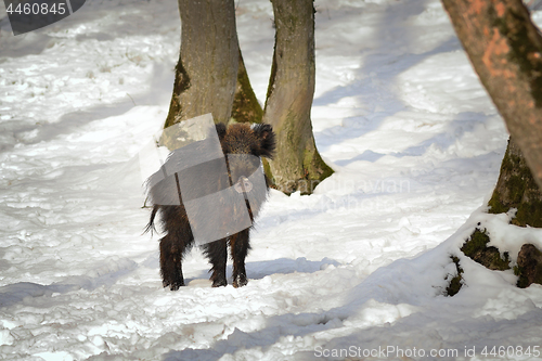 Image of curious wild boar in winter scene