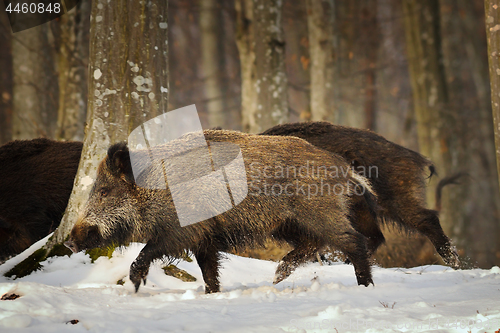 Image of wild boar running in the forest