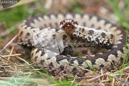 Image of colorful male crossed adder