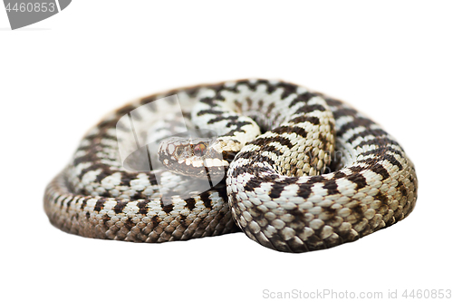 Image of isolated male Vipera berus