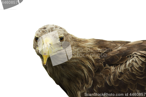 Image of isolated close up of white tailed eagle