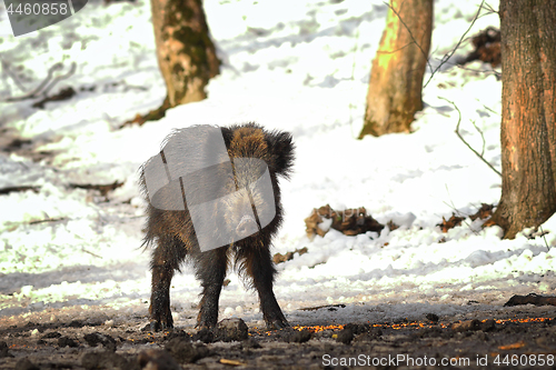 Image of wild boar at winter feeder