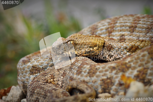 Image of close up of rare Milos viper