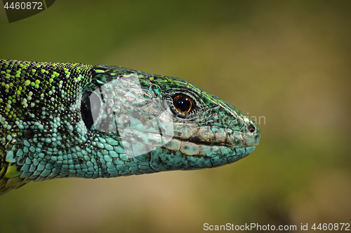 Image of green lizard closeup of head