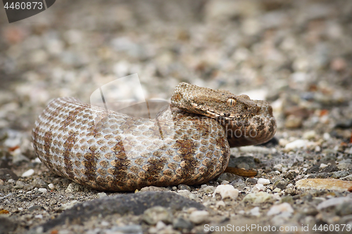 Image of beautiful Milos viper