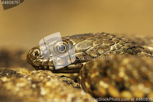 Image of juvenile dice snake portrait