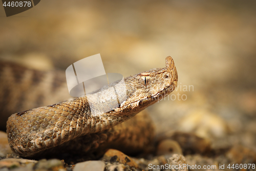 Image of macro shot of Vipera ammodytes montandoni