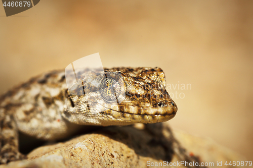 Image of Kotschy\'s Naked-toed Gecko, portrait