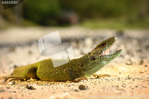 Image of male green lizard ready to attack