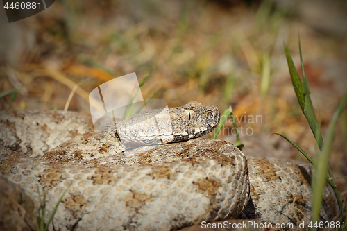 Image of Macrovipera lebetina schweizeri portrait