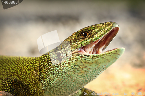 Image of european green lizard trying to bitei