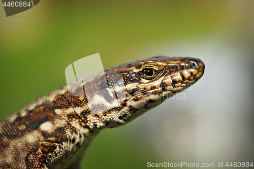 Image of macro portrait of common wall lizard