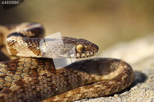 Image of portrait of juvenile cat snake