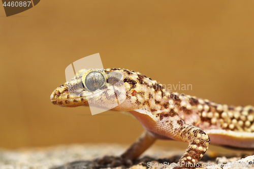 Image of portrait of mediterranean house gecko