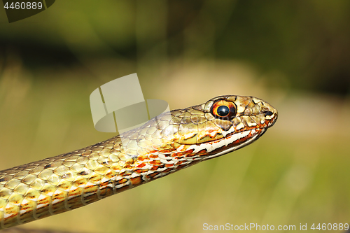 Image of portrait of eastern montpellier snake